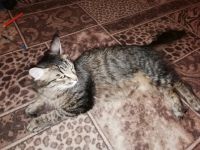 Лот: 15125584. Фото: 3. Котята. Растения и животные