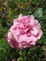 Лот: 19344472. Фото: 3. Роза канадская Джон Дэвис. Для дачи, дома, огорода, бани, парка