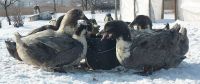 Лот: 9257666. Фото: 2. Инкубационное яйцо утки голубой... Животные и уход