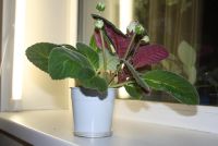 Лот: 4399067. Фото: 5. 2 глоксинии в одном горшке (зацветают...