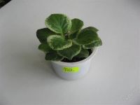 Лот: 2415086. Фото: 3. Детка фиалки Frosty froliс или... Растения и животные
