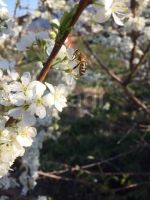 Лот: 25646351. Фото: 4. 1-комн. дача , ДНТ Два Ручья ДНТ... Красноярск