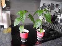 Лот: 7153874. Фото: 3. Рассада перца. Для дачи, дома, огорода, бани, парка