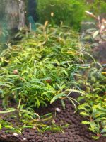 Лот: 18364981. Фото: 7. Bucephalandra Belindae P. Boyce...