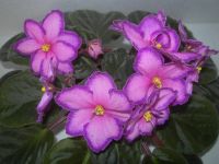 Лот: 2234448. Фото: 4. фиалка Kev's Heavenly Star( детка... Красноярск