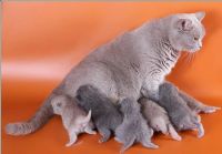 Лот: 5041073. Фото: 3. Продаются Шотланские прямоухие... Растения и животные