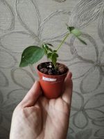 Лот: 25888990. Фото: 5. Шеффлера нора (малыш)