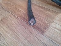 Лот: 6066690. Фото: 2. Кабель силовой. Электрооборудование