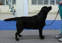 Лот: 7765886. Фото: 3. Шоколадный лабрадорчик. Шоколадное... Растения и животные