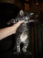Лот: 3068042. Фото: 3. котята. Растения и животные