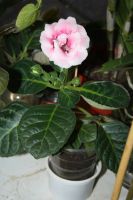 Лот: 5345600. Фото: 3. Глоксиния розовая махровая (зацветает... Растения и животные