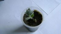 Лот: 9882584. Фото: 2. Kalanchoe tomentosa (Каланхое... Комнатные растения и уход