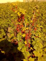 Лот: 11891261. Фото: 2. Красная,Чёрная :смородина 1 литр. Продукты