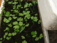 Лот: 5342133. Фото: 2. Сельдерей черешковый (рассада). Семена, рассада, садовые растения