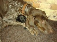 Лот: 7263152. Фото: 3. Щенок. Растения и животные