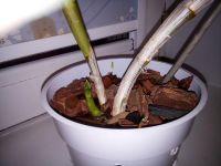 Лот: 11341488. Фото: 2. Орхидея дендрофаленопсис взрослое. Комнатные растения и уход