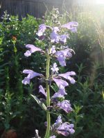 Лот: 2973285. Фото: 2. Шалфей. Семена, рассада, садовые растения