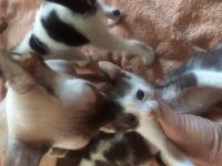 Лот: 14942073. Фото: 5. Котята корнишата-дончата