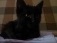 Лот: 3154329. Фото: 3. Котенок !!!. Растения и животные