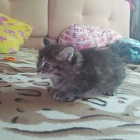 Лот: 11762551. Фото: 4. Котенок в хорошие руки. Красноярск