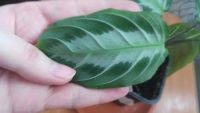 Лот: 11584486. Фото: 2. маранта leuconeura spec massangeana... Комнатные растения и уход