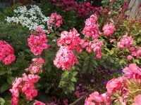 Лот: 17913079. Фото: 2. Дачные цветы флоксы. Семена, рассада, садовые растения