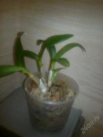 Лот: 763428. Фото: 2. Орхидея дендродиум. Комнатные растения и уход