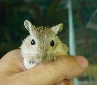 Лот: 3646929. Фото: 3. Мышь, Мышка-Песчанка (не пахнут... Растения и животные