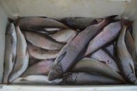 Лот: 3725843. Фото: 2. Хариус свежий. Продукты