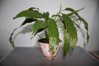 Лот: 20043360. Фото: 2. Спатифиллум с горшком. Комнатные растения и уход