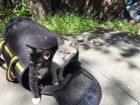 Лот: 9837712. Фото: 2. Котята ищут дом 89831628743. Животные и уход
