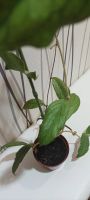 Лот: 20089547. Фото: 3. хойя (Hoya sp. Kast (EPC-934... Растения и животные