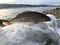 Лот: 18562021. Фото: 6. Набор мушек для хариуса ленка