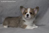 Лот: 24785841. Фото: 6. Щенки вельш-корги пемброк