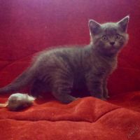 Лот: 5669891. Фото: 2. Шотландские котята. Животные и уход