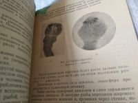 Лот: 17455044. Фото: 5. Бычий цепень - паразит человека...