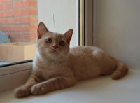 Лот: 3096248. Фото: 2. ЗаМУРРРчательный шотландский котик... Животные и уход