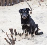 Лот: 6659521. Фото: 2. Щенки подростки на охрану. Животные и уход