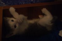 Лот: 3080781. Фото: 2. Котенок. Животные и уход