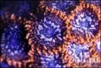 Лот: 12819319. Фото: 2. зоантарии utter chaos. Аквариумистика