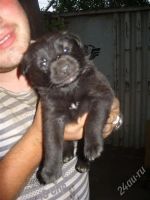 Лот: 1929631. Фото: 2. щенки на охрану. Животные и уход