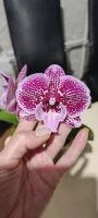 Лот: 21093637. Фото: 3. Орхидея фаленопсис сортовая биг-лип... Растения и животные