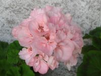Лот: 9675048. Фото: 3. Пеларгония зональная Edwards Elegance. Растения и животные