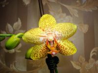 Лот: 1164339. Фото: 2. Орхидея фаленопсис - раскрылся... Комнатные растения и уход