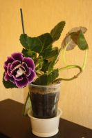 Лот: 5525550. Фото: 4. Глоксиния фиолетовая Брокаде... Красноярск