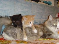 Лот: 1018509. Фото: 3. Отдам котят (с доставкой). Растения и животные