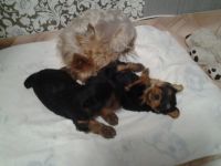 Лот: 7769453. Фото: 3. Йоркширский терьер. Растения и животные