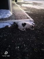Лот: 16879183. Фото: 3. котофейка. Растения и животные
