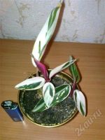 Лот: 341947. Фото: 2. Строманте Триколор (S. sanguinea... Комнатные растения и уход