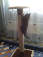 Лот: 4152337. Фото: 4. Отдам в хорошие руки, котенка... Красноярск